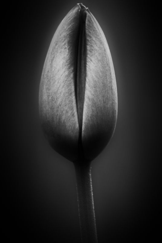 tulip, тюльпан ***photo preview