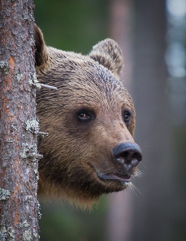 Bear, finland, kuhmo Beary bestphoto preview
