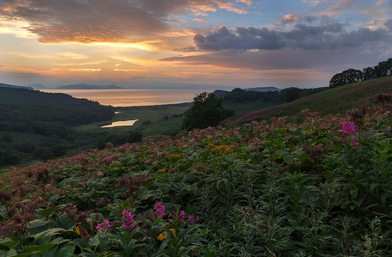 камчатка бухта средняя лагерная Сквозь заросли шеломайникаphoto preview