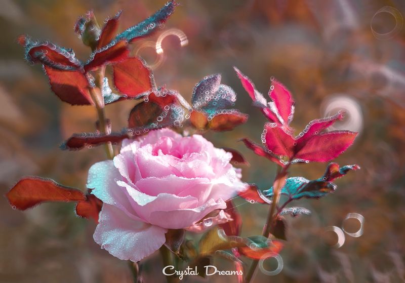 crystal dreams, macro, summer, color, art, nature, flowers \