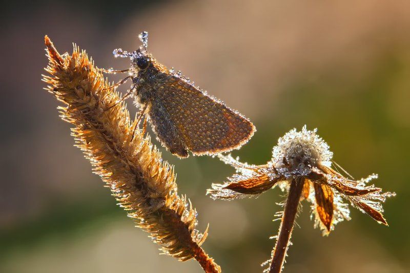 бабочка, насекомое, макро, утро, роса, цветы Утренняя композицияphoto preview