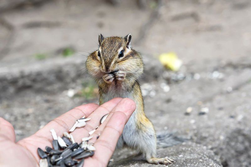 бурундучки, алтай, семечки, chipmunks, altai, seeds Бурундучки и семечкиphoto preview