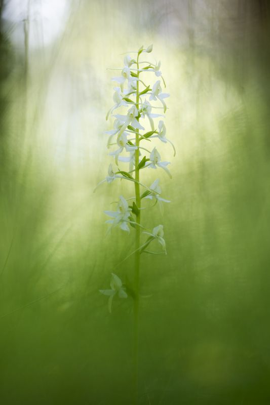 цветы, цветок,макро,растения,природа,любка Весенняяphoto preview