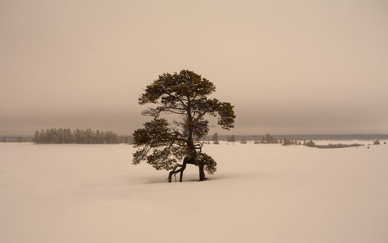 сосна север зима снег дерево Соснаphoto preview