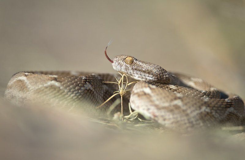 макро, змея, эфа, яд, природа, узбекистан, дикая природа, рептилии, snake, wildlife, nature, macro, uzbekistan, desert, sand Гроза пустынь photo preview