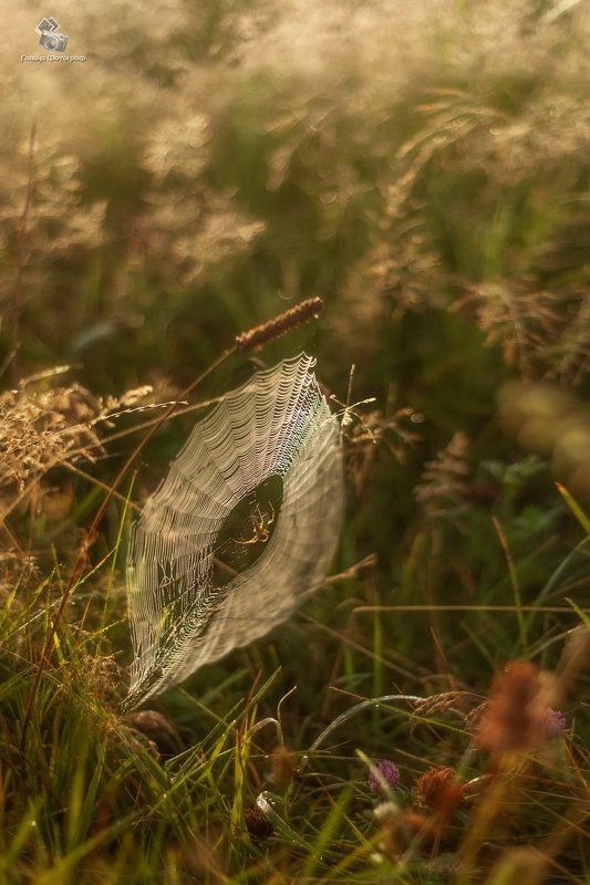 паук, паутина, Паутинаphoto preview