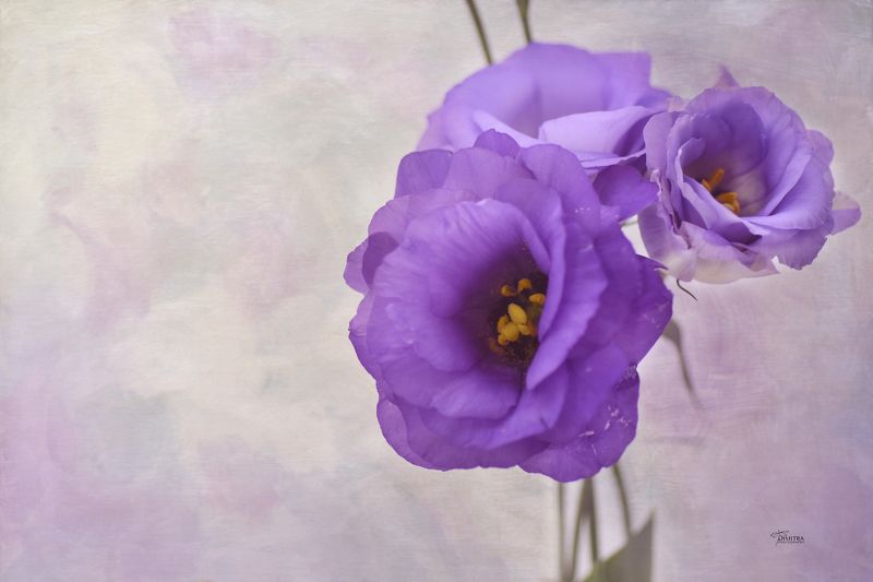 Мечтаниеphoto preview