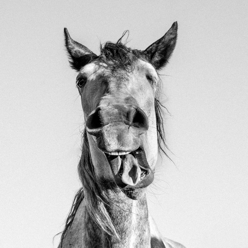 лошади, юмор, чб, портрет, животное, horse Весельчакphoto preview