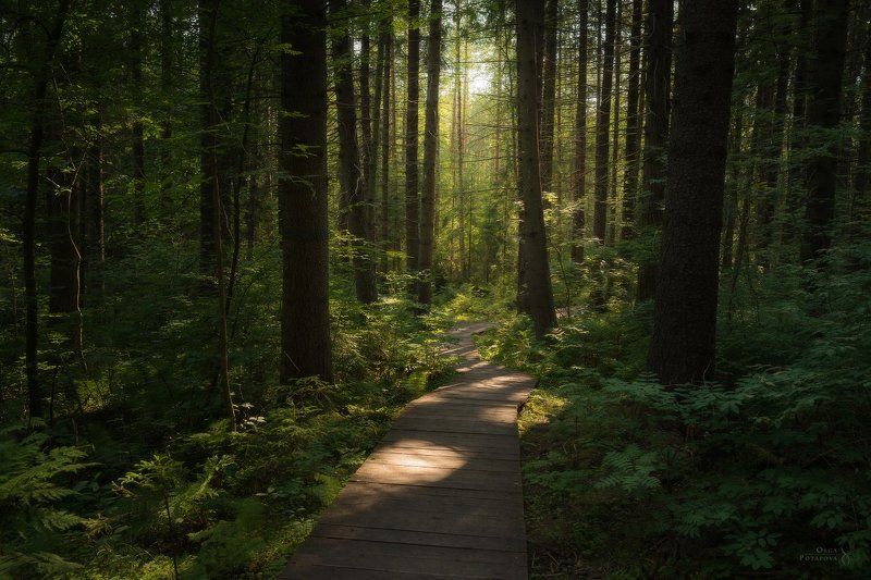 лес, еловый лес, ельник, комарово, тропа, атмосфера, лето Дорожка в еловом лесуphoto preview