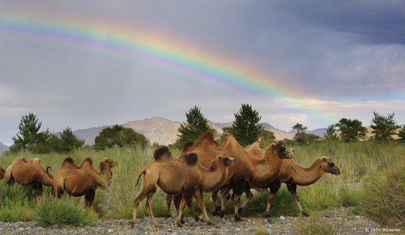 монголия, радуга, верблюды Под радугойphoto preview