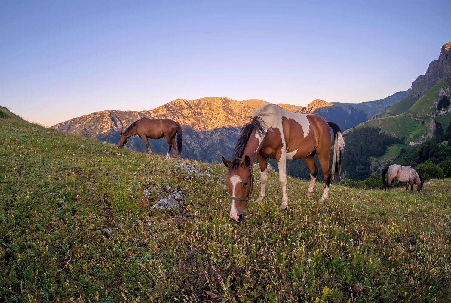 , Димитър Стоянов