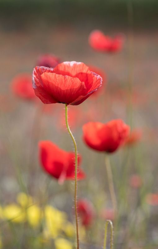 poppies, red flowers, macro Poppiesphoto preview
