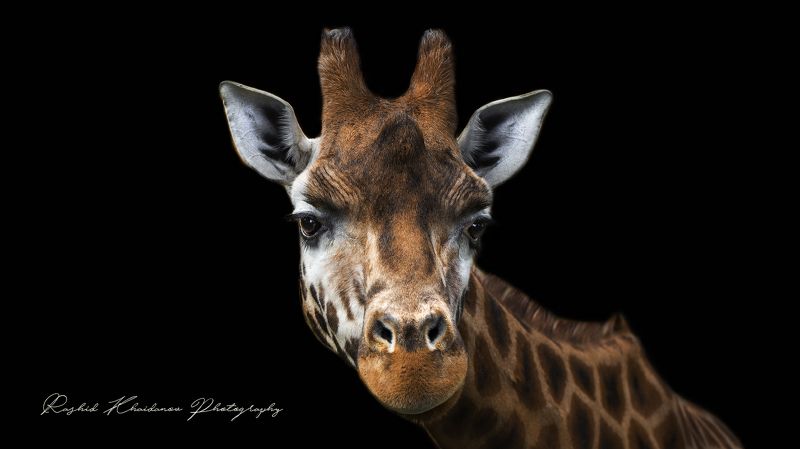 Жираф!photo preview