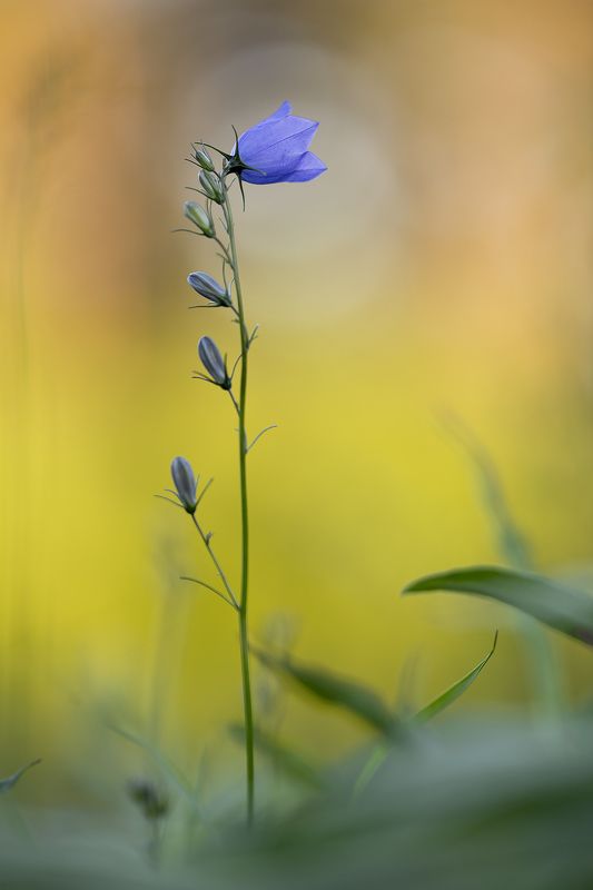 цветы,цветок,макро,растения,колокольчик,природа. Весенняяphoto preview