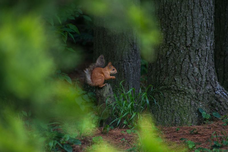 белка, ель, ботанический сад ...да орешки всё грызётphoto preview