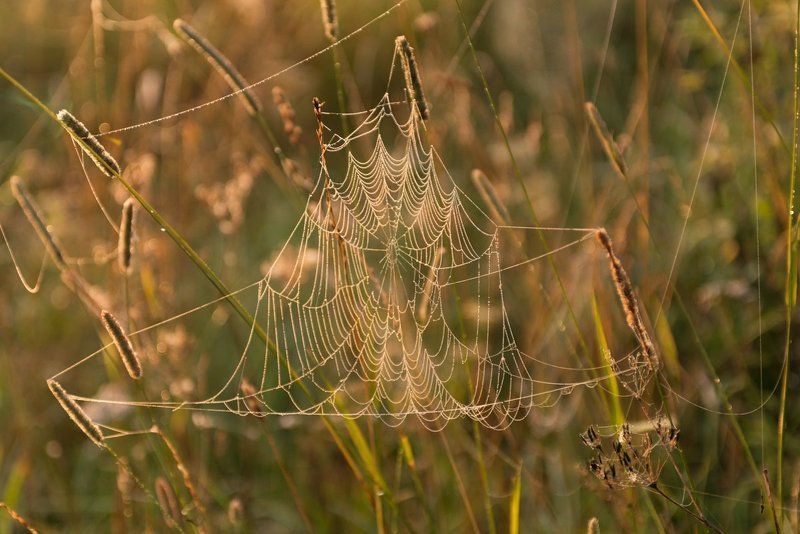 август, природа, россия, паутина, утро, рассвет, лето, туман, угра, река, nikon, путешествие, смоленская область, Ловись муха большая и маленькая) фото превью