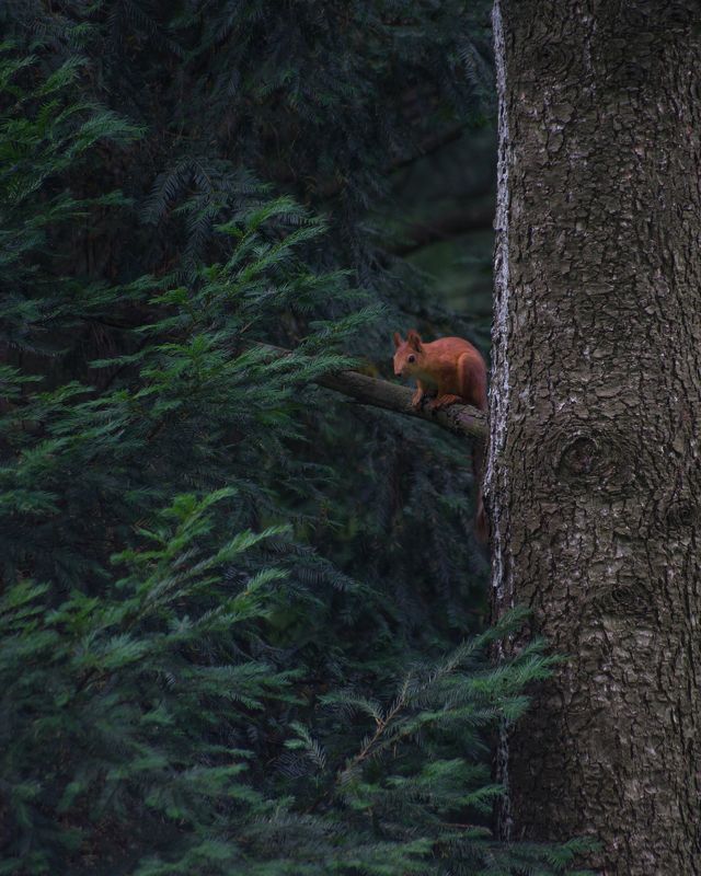 белка, ель, ботанический сад Огненная красавицаphoto preview