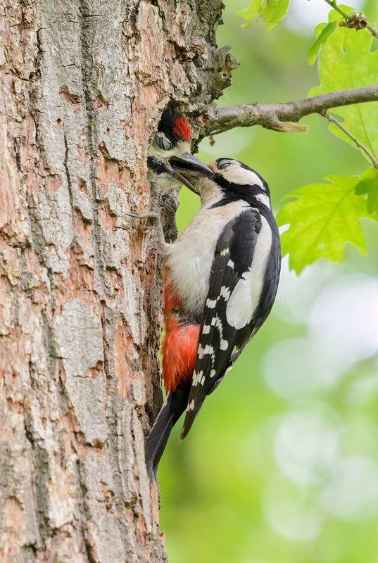 большой пёстрый дятел большой пёстрый дятелphoto preview