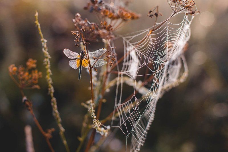 Стрекоза в росеphoto preview