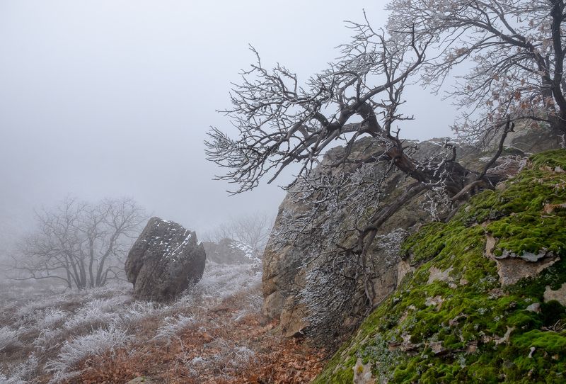 пейзаж, зима, январь,Дагестанский заповедник,участок Сарыкумские барханы,японские мотивы,туман,камни, камень,глыба,дерево,бонсай,горы,мох На туманном листеphoto preview
