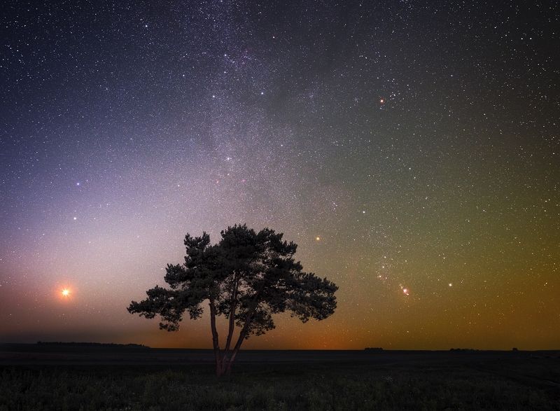 млечный путь, звезды, звездная ночь,Венера, Орион, туманности, дерево,  Одинокое деревоphoto preview