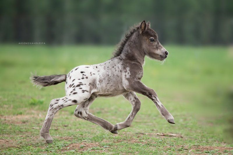 Пятнистый малышphoto preview