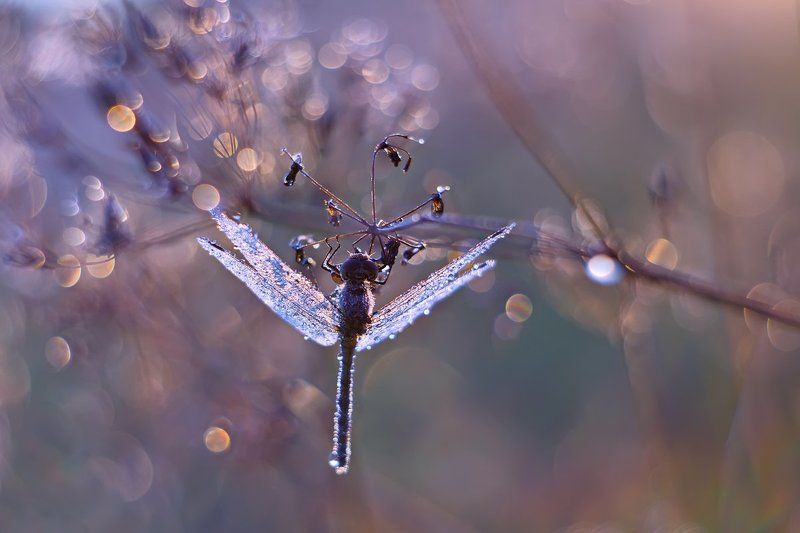 стрекоза, утро, роса, насекомое, природа, боке, petzval Стрекоза и утроphoto preview