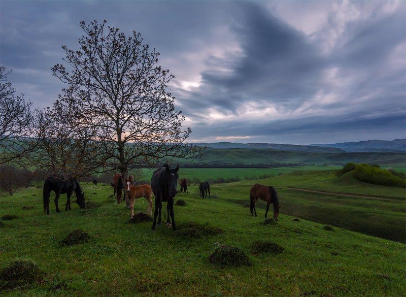 природа, пейзаж, весна, горы, кавказ, животные, лошади, вечер, небо, В сумеркахphoto preview