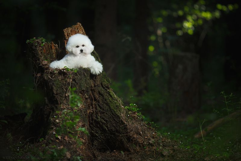 собака, лес, пудель, мох, бишон Белый лешийphoto preview