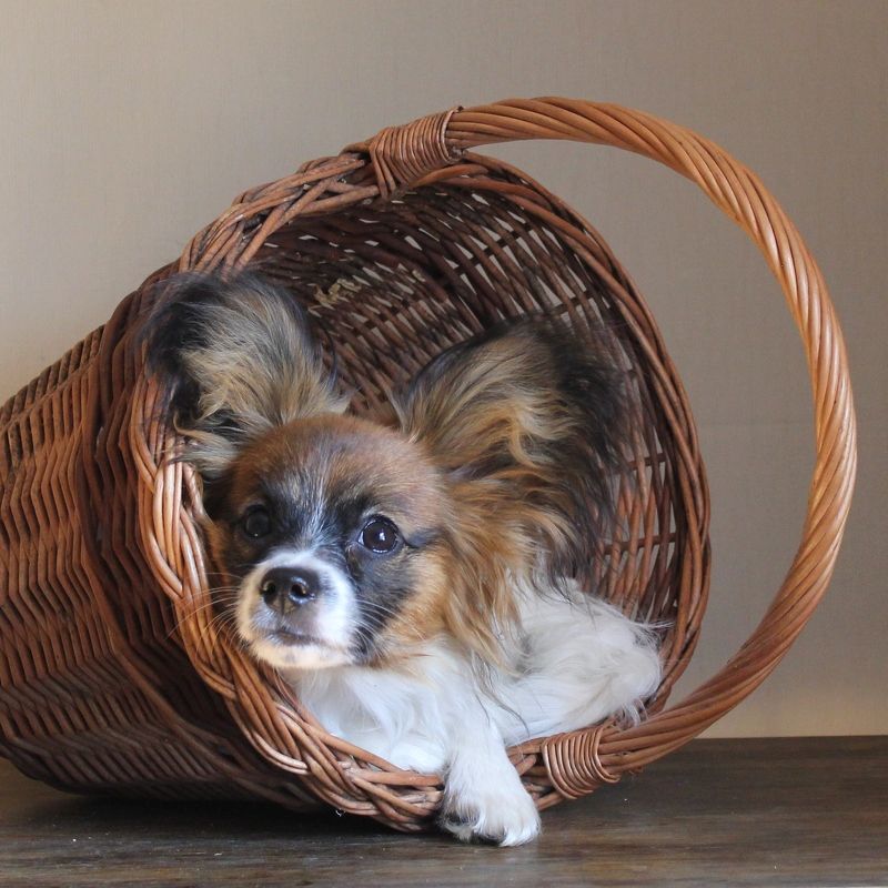 фото превью