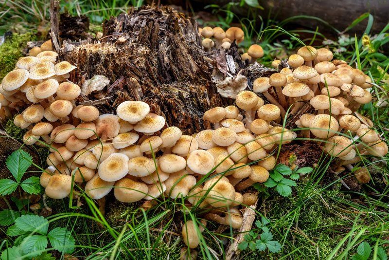 грибы, опята, лес, mushrooms, honey agarics, forest Опятаphoto preview