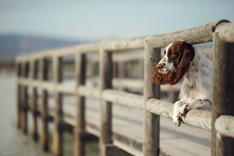 собака, море, мост, спаниель, спрингер ***photo preview