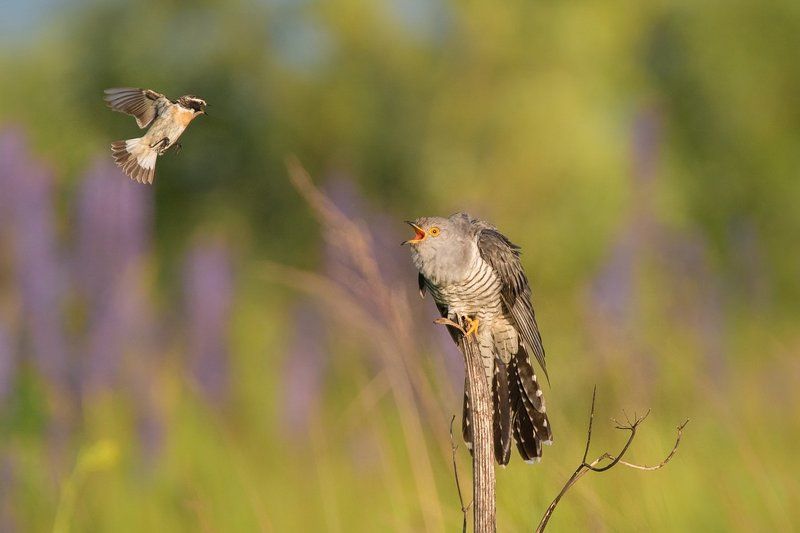 Кукушка и чеканphoto preview
