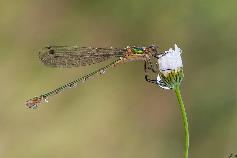 macro, makro, insect, nature, wild, dragonfly Lestes sponsaphoto preview
