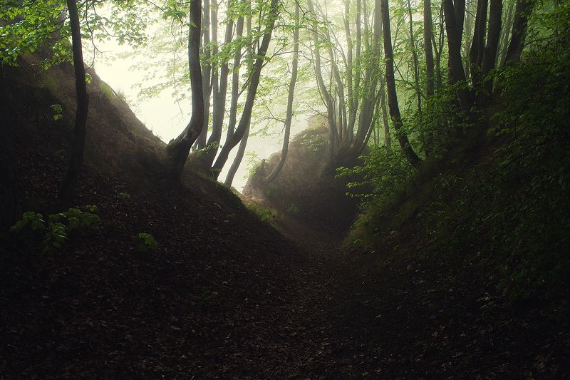 Брянск, Хотылево,утро, туман, май, рассвет,Алексей Платонов Майским утром.photo preview