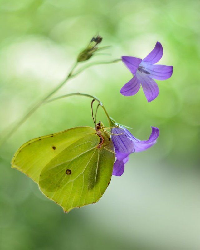 Dzwonnikphoto preview