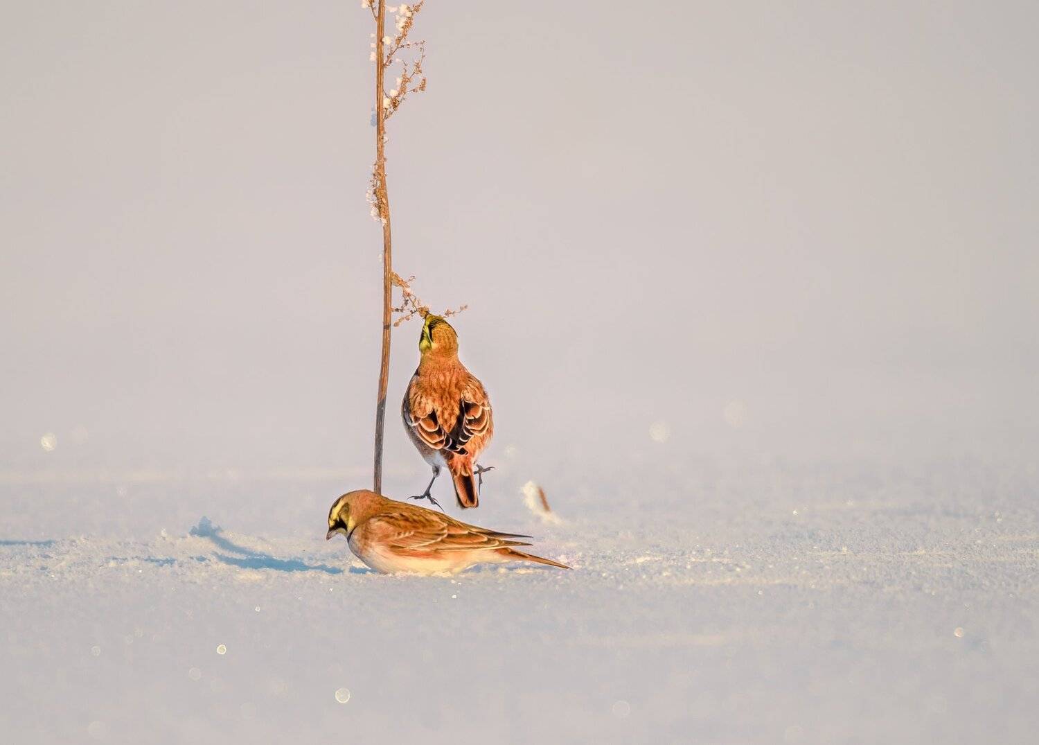 поддержка,птицы,жаворонки,рогатый жаворонок,снег,зима,декабрь,день,момент,удача,питание,eremophila alpestris,рюм, Ксения Соварцева