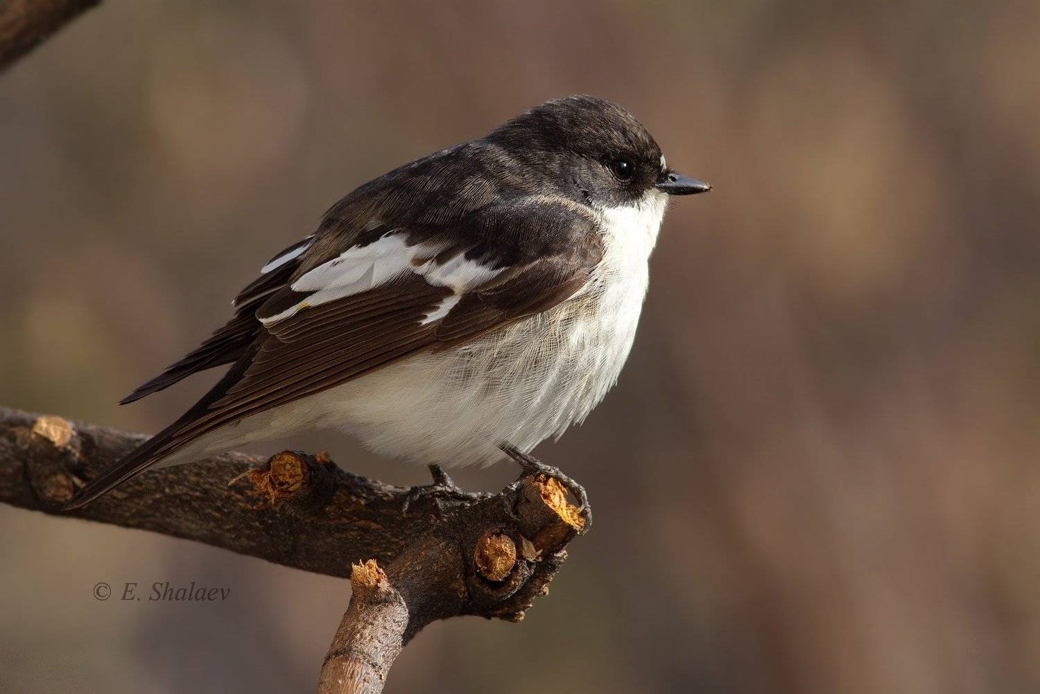 Мухоловка-пеструшка. Автор: Евгений birds,european pied flycatcher,ficedula hypoleuca,мухоловка,мухоловка-пеструшка,птица,птицы,фотоохота, Евгений
