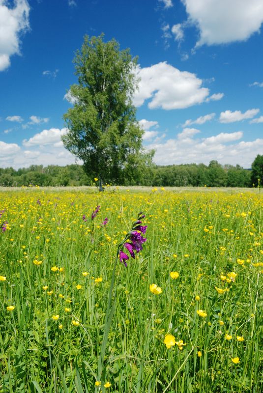 башкирия Цветущая Башкирияphoto preview