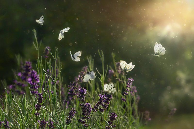 лето, лучи, бабочка, полет бабочки, лаванда, поляна Полет бабочкиphoto preview