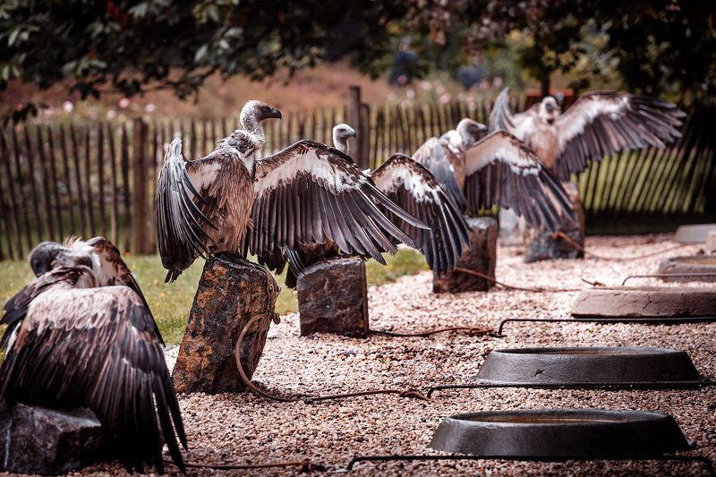 грифы, дождь, мокрые перья, зоопарк, бельгия *Сушим перья, парни*photo preview