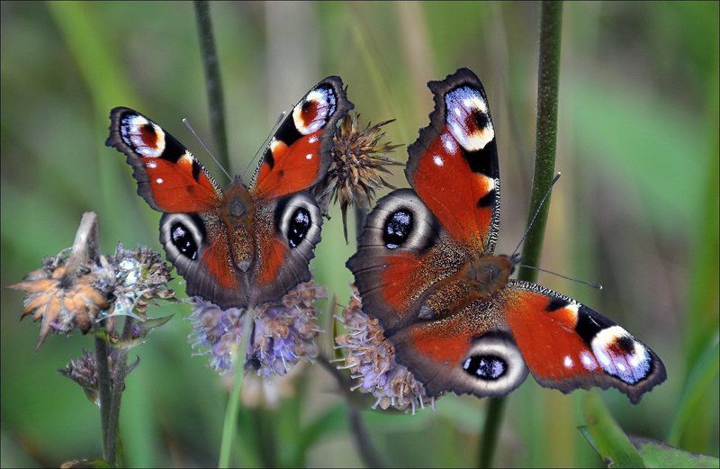 павлиний, глаз Парочка...photo preview
