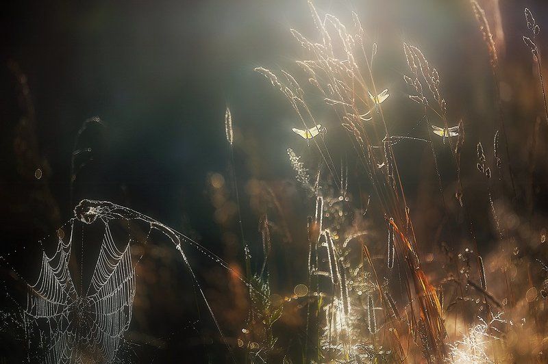 ..спящие феи..photo preview