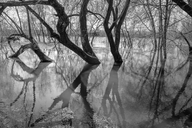 чб,чёрно-белое,серый,ивы,деревья,колдовство,таинственность,отражение,река,Москва река,разлив,Подмосковье,Николина гора,весна Заколдованныеphoto preview