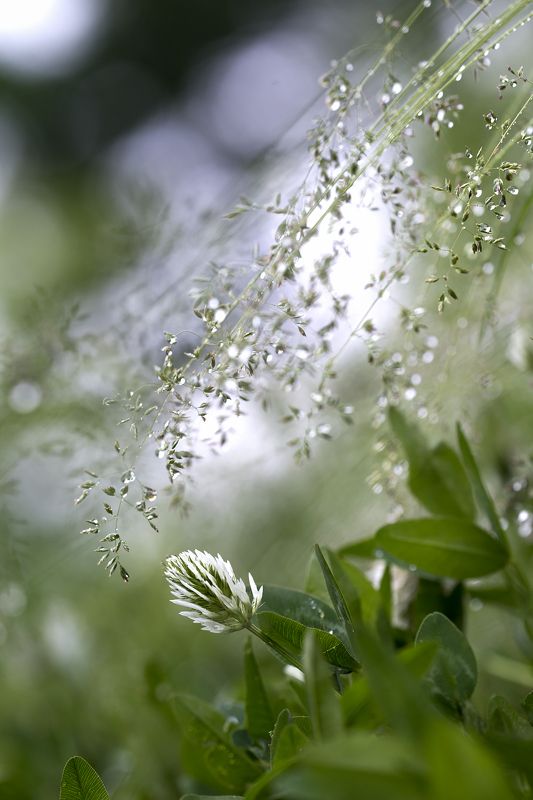 цветы,цветок,макро,растения,боке,роса,природа,клевер Утренняя свежестьphoto preview