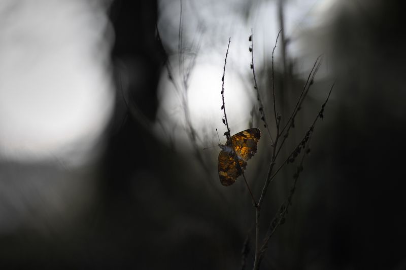 Princess Of The Darknessphoto preview