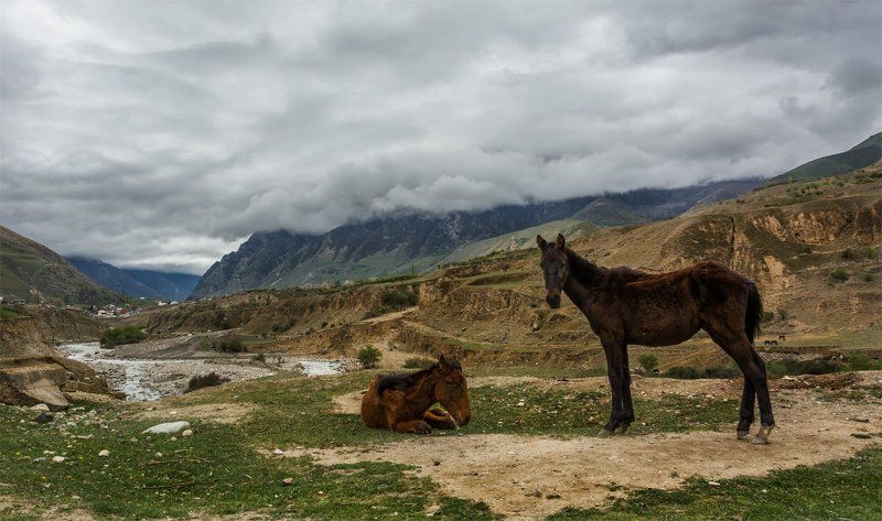 природа, пейзаж, кавказ, горы, весна, вечер, панорама, небо, облака, животные, лошади, река *****photo preview