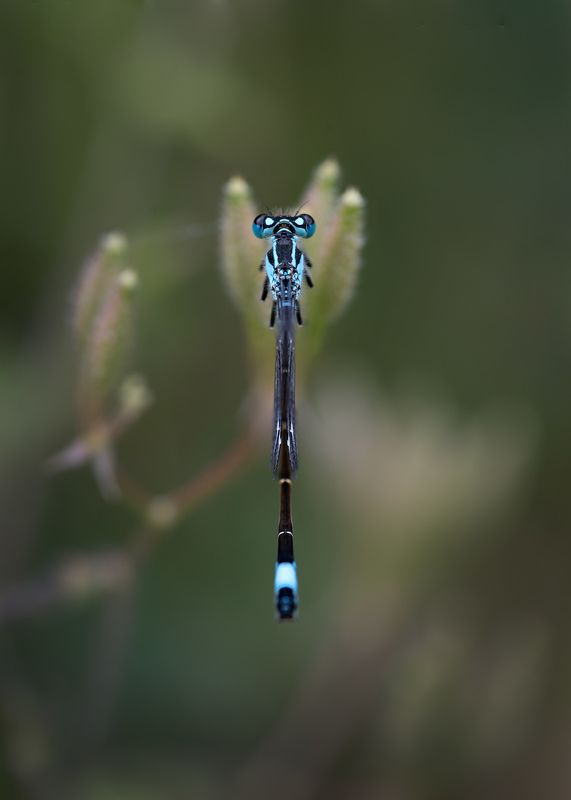 dragonfly, macro, close up Dragonfly from behindphoto preview