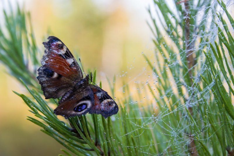 Последнее утро.photo preview
