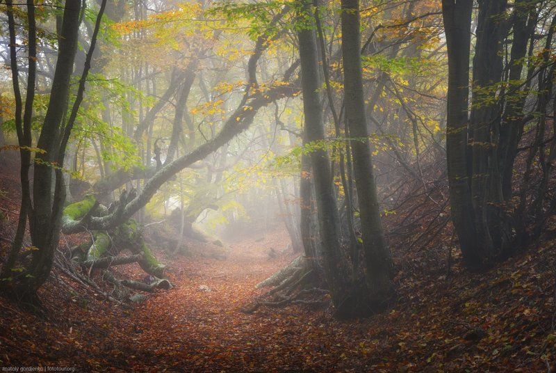 Лесные тропкиphoto preview